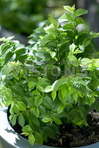 Dwergiep (Ulmus Minor 'Jacqueline Hillier') 1 Dwergiep (Ulmus Minor 'Jacqueline Hillier')