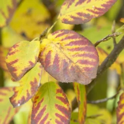 Dwerg Krentenboompje (Amelanchier Spicata) 5 Dwerg Krentenboompje (Amelanchier Spicata) -Groen Ziel Verkoop visi48397