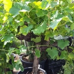 Druif, Op Stam (Vitis Vinifera) -Groen Ziel Verkoop vitis op stam01