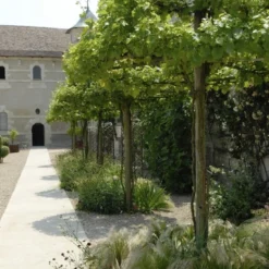 Druif Als Dakboom (Vitis Vinifera)