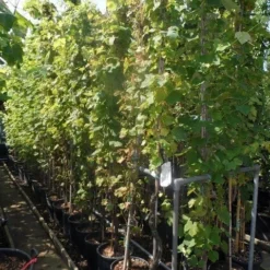 Druif, Op Stam (Vitis Vinifera) -Groen Ziel Verkoop vitis vinifera 200 250 300 c20
