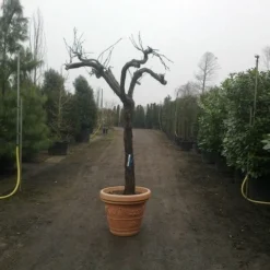 Druif, Op Stam (Vitis Vinifera) -Groen Ziel Verkoop vitis vinifera 30 40 c200 solitair extra