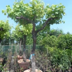 Druif Als Dakboom (Vitis Vinifera) -Groen Ziel Verkoop vitis vinifera 40 45 dakvorm