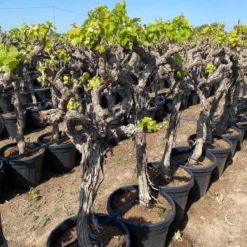 Druif, Op Stam (Vitis Vinifera) -Groen Ziel Verkoop vitis vinifera 45l