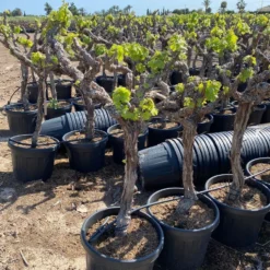 Druif, Op Stam (Vitis Vinifera) -Groen Ziel Verkoop vitis vinifera 45l