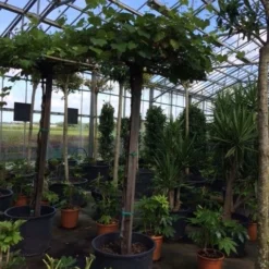 Druif Als Dakboom (Vitis Vinifera) -Groen Ziel Verkoop vitis vinifera dakvorm stam 220cm