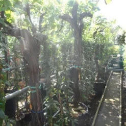 Druif, Op Stam (Vitis Vinifera) -Groen Ziel Verkoop vitis vinifera halfstam 20 25 30