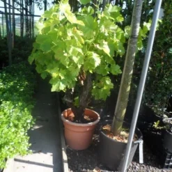 Druif, Op Stam (Vitis Vinifera) -Groen Ziel Verkoop vitis vinifera oude stam c25