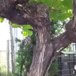 Druif, Op Stam (Vitis Vinifera) -Groen Ziel Verkoop vitisopstam04