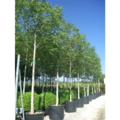 Groen Ziel Verkoop -Groen Ziel Verkoop walnotenboom juglans regia 1127 f90