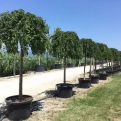 Japanse Treursierkers (Prunus 'White Fountain') -Groen Ziel Verkoop white fountaine 1