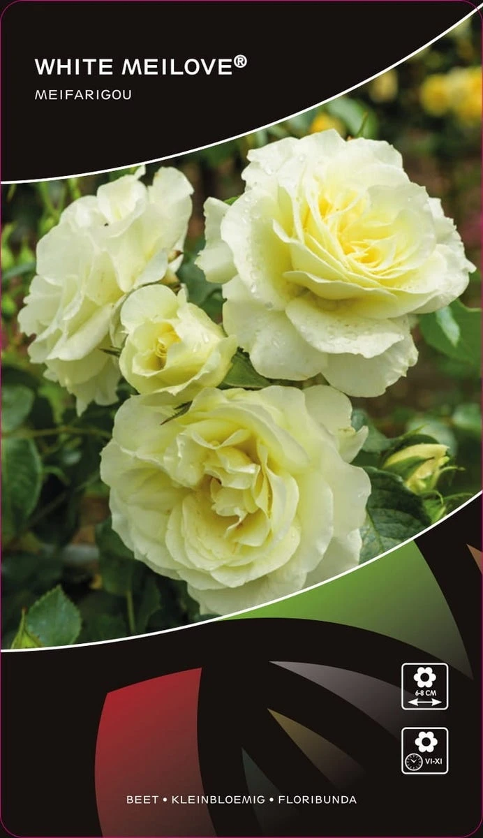 Stamroos (Rosa 'White Meilove') 1 Stamroos (Rosa 'White Meilove')