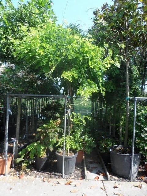 Blauwe Regen Als Boom (Wisteria Sinensis 'Prolific') 3 Blauwe Regen Als Boom (Wisteria Sinensis 'Prolific') - Afbeelding 3