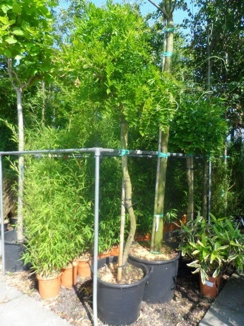 Blauwe Regen Als Boom (Wisteria Sinensis 'Prolific') 2 Blauwe Regen Als Boom (Wisteria Sinensis 'Prolific') - Afbeelding 2