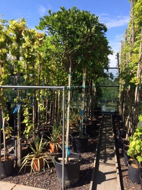 Blauwe Regen Als Boom (Wisteria Sinensis 'Alba') 1 Blauwe Regen Als Boom (Wisteria Sinensis 'Alba')