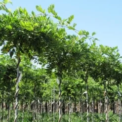 Blauwe Regen Als Dakboom (Wisteria Sinensis 'Prolific')