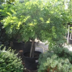 Blauwe Regen Op Stam (Wisteria Sinensis 'Alba') -Groen Ziel Verkoop wisteria halfstam c240 extra