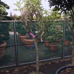 Blauwe Regen Als Boom (Wisteria Sinensis 'Prolific') 11 Blauwe Regen Als Boom (Wisteria Sinensis 'Prolific') -Groen Ziel Verkoop wisteria rose alleen als halfstam 1