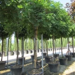 Blauwe Regen Als Boom (Wisteria Sinensis 'Prolific') 13 Blauwe Regen Als Boom (Wisteria Sinensis 'Prolific') -Groen Ziel Verkoop wisteria sinensis prolific 16 18