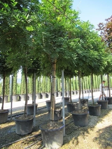 Blauwe Regen Als Boom (Wisteria Sinensis 'Prolific') 7 Blauwe Regen Als Boom (Wisteria Sinensis 'Prolific') - Afbeelding 7