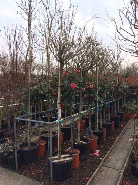 Blauwe Regen Als Boom (Wisteria Sinensis 'Alba') 3 Blauwe Regen Als Boom (Wisteria Sinensis 'Alba') - Afbeelding 3