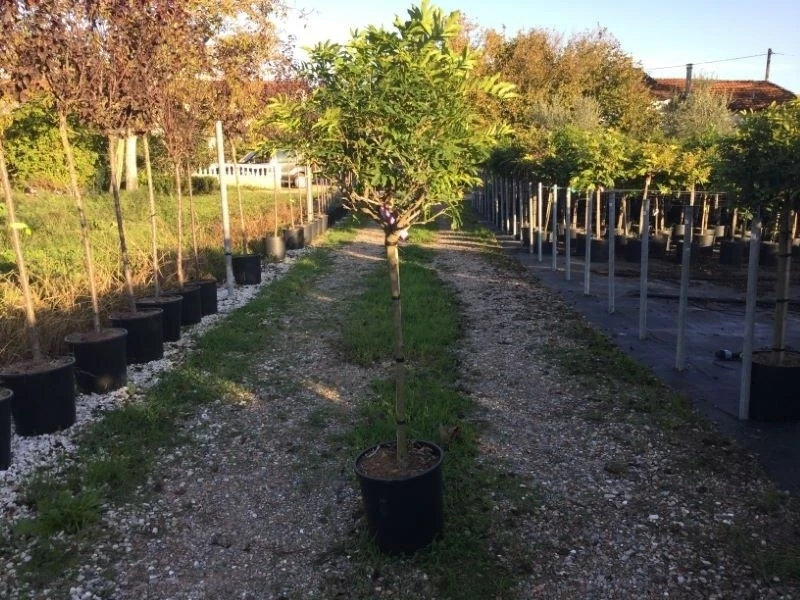 Blauwe Regen Als Halfstam (Wisteria Floribunda 'Issai') 2 Blauwe Regen Als Halfstam (Wisteria Floribunda 'Issai') - Afbeelding 2