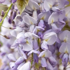 Blauweregen Als Boom (Wisteria Floribunda 'Black Dragon')