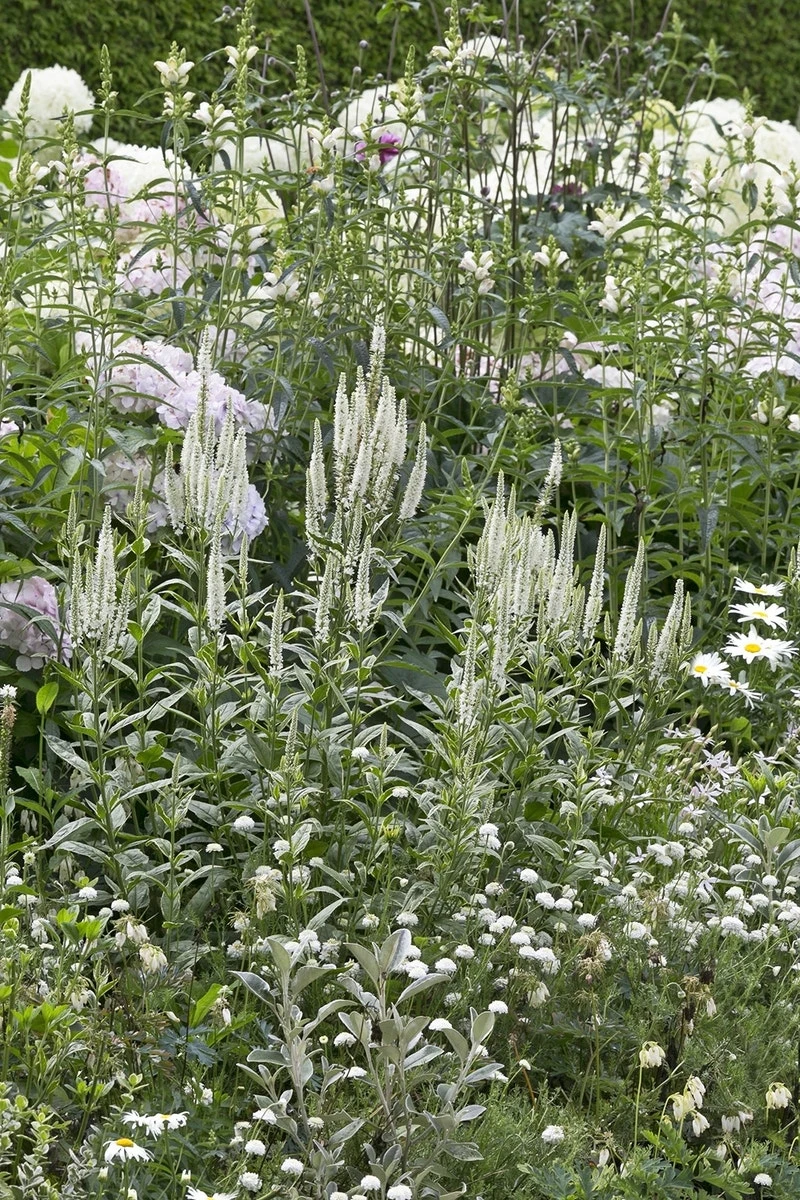 Borderpakket Witte Bloemen Voor Een Kleine Tuin 1 Borderpakket Witte Bloemen Voor Een Kleine Tuin
