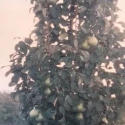 Zuil-peer (Pyrus Communis 'Obelisk') 5 Zuil-peer (Pyrus Communis 'Obelisk') -Groen Ziel Verkoop zuil peer pyrus communis obelisk pyrus communis obelisk c8d 2 1