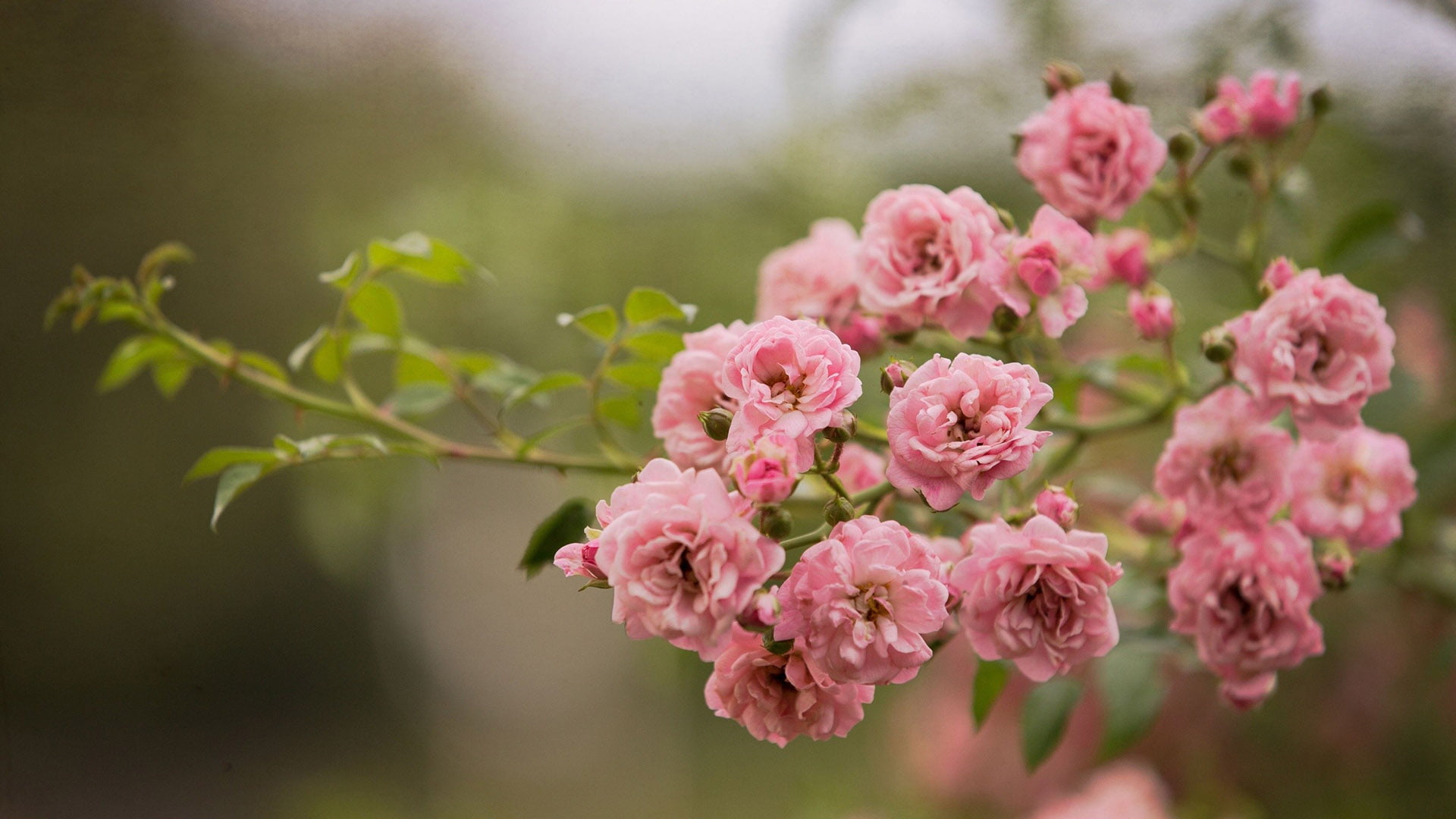 Groen Ziel Verkoop -Groen Ziel Verkoop wallpaperflare.com wallpaper 2